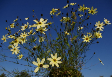 Preview: Coreopsis verticillata Moonbeam - Quirlblättriges Gartenschönauge -