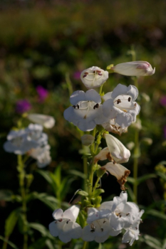 Penstemon White Bedder - Bartfaden -