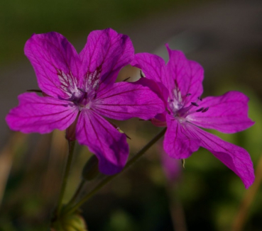 Pulmonaria angustifolia Azurea - Lungenkraut -
