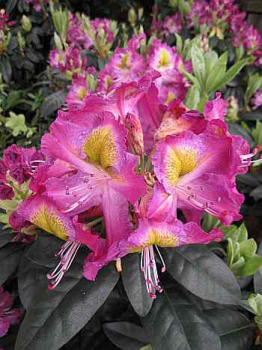 Rhododendron hybr. "Magic Eye" 30-40