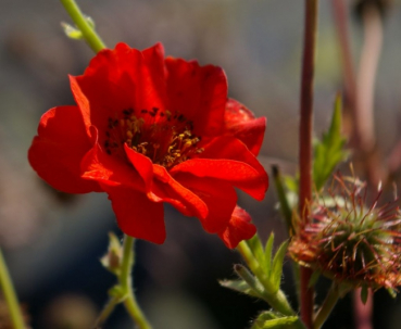 Geum chiloense Mrs. Bradshaw - Nelkenwurz - Feuerball -