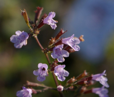 Penstemon Appleblossom - Bartfaden -