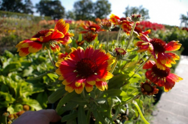 Gaillardia aristata Arizona Sun - Korkadenblume -
