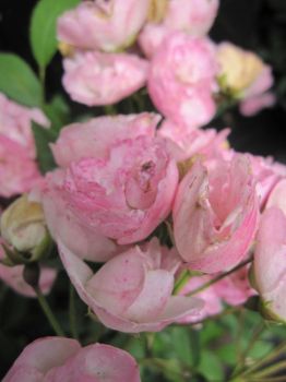 Preview: Strauchrose Heavenly Pink ®  - Strauchrose Heavenly Pink ® - Lens Rose