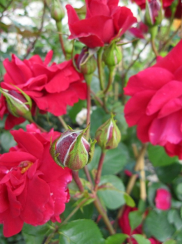 Rosa The Princes Trust ® syn. Baikal ® - Kletterrose - Harkness-Rose