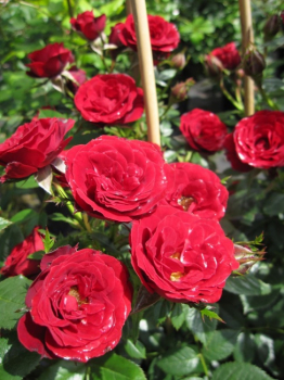 Preview: Kletterrose Tatoo ® - Rosa Tatoo ® - Duft+