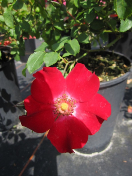 Preview: Bodendeckerrose Rote Max Graf® - Rosa Rote Max Graf® - rot - Kordes-Rose -