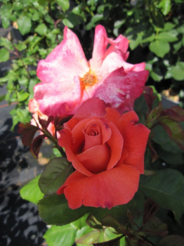 Preview: Edelrosen Christoph Columbus