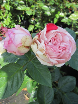 Edelrose Charming Piano (R)