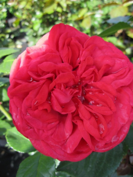 Preview: Edelrose Piano (R)