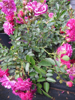 Preview: Strauchrose Purple Rain (R)