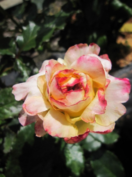 Edelrose Trinidad (R)