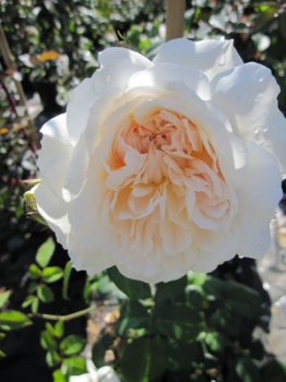 Preview: Ramblerrose Colonial White (R)