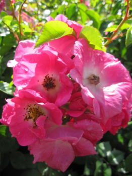 Preview: Ramblerrose American Pillar