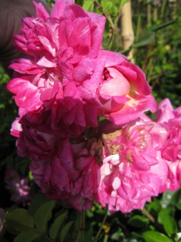 Preview: Ramblerrose Alexandre Girault