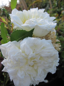 Preview: Ramblerrose Alberic Barbier (R)