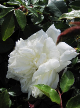 Preview: Ramblerrose White New Dawn ®