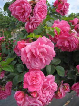 Preview: Hochstammrose Palmengarten Frankfurt