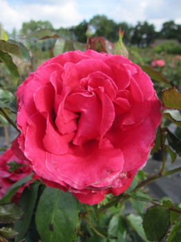 Stammrose Carris Harmanna (R)