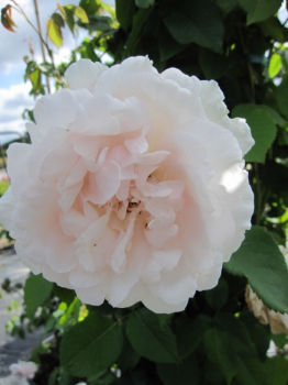 Preview: Kletterrose  Madame Alfred Carriere  (R) XL