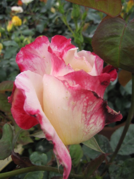 Preview: Edelrose Double Delight