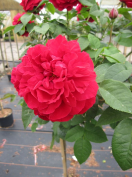 Stammrose L.D. Braithwaite