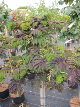 Albizia julibrissin Summer Chocolate - Seidenbaum Summer Chocolate - Seidenakazie - Schlafbaum - veredelt auf einem 90 c