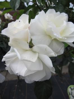 Rose Snow Princess