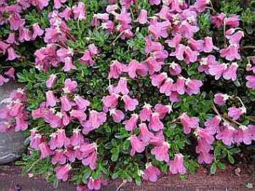 Rhododendron campylogyum "Myrtilloides" 25-30