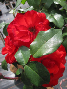 Rose Stromboli