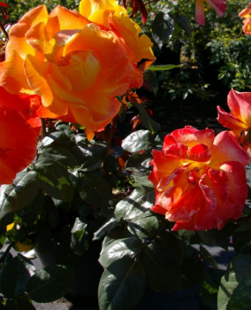 Preview: Beetrose Soleil du Monde® - Rosa Soleil du Monde® - orange-gelb geflammt - Delbard-Rose -