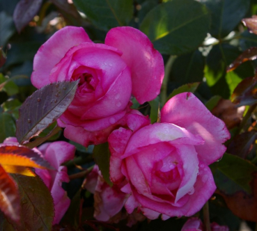 Edelrose La Rose de Molinard ® - pinke Blüten - Duft ++++ - Delbard-Rose
