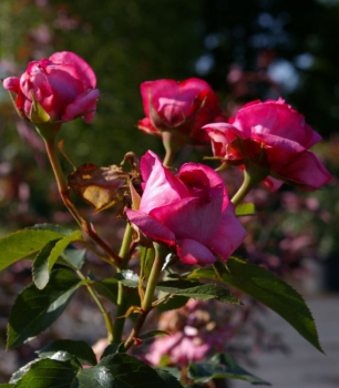 Edelrose La Rose de Molinard ® - pinke Blüten - Duft ++++ - Delbard-Rose