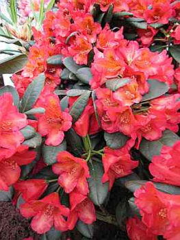 Rhododendron dichroanthum "Maskarill"