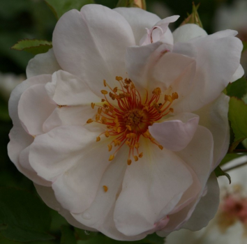 Preview: Strauchrose Jacqueline du Pre´ (R)