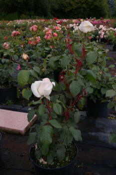 Strauchrose Schloß Ippenburg (R)