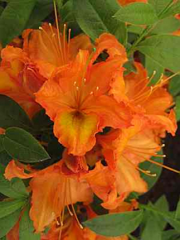 Preview: Rhododendron luteum "Apricot" 25-30