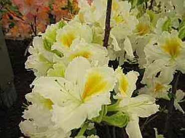 Rhododendron luteum Bianca - sommergrüne Azalee Bianca - Azalea ponica/flavum - 25-30