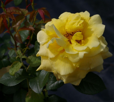 Edelrose Landora (R)