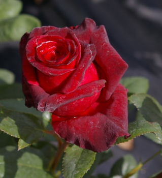 Edelrose Black Baccara ® - dunkelrote/schwarze samtige Blüten