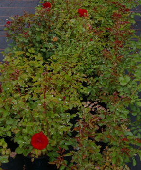 Preview: Zwergrose Flower Ruby (R)