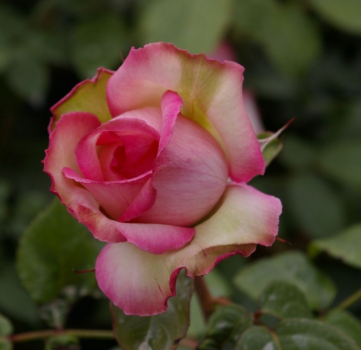 Edelrose Honore de Balzac