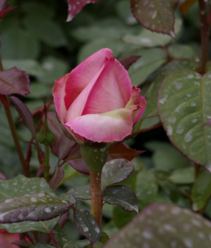 Preview: Edelrose Honore de Balzac