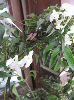Duftjasmin