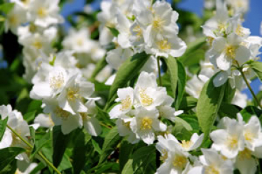arabischer Jasmin