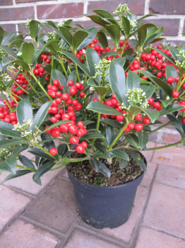 Skimmia japonica Red Diamond - japanische Skimmie Red Diamond - 30-40 cm