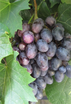 vitis einset seedless