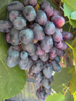 Weintraube Einset Seedless