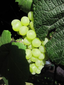Preview: vitis vinifera optima