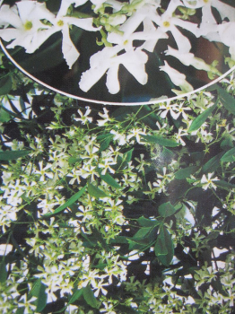 duftjasmin